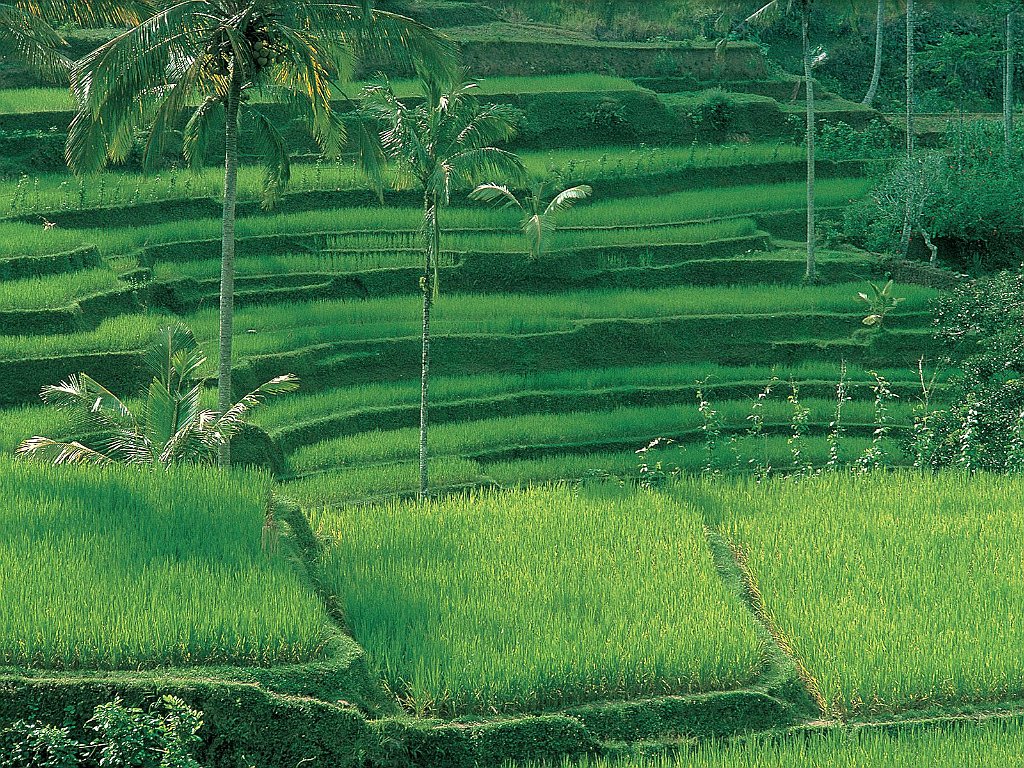 Rice Plantations, Bali, Indonesia